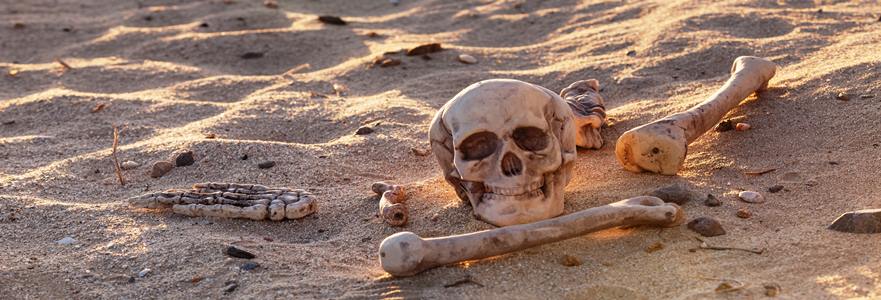 Skull and bones in morning desert