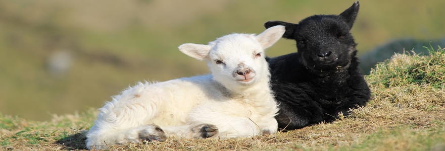 Two cute little lambs