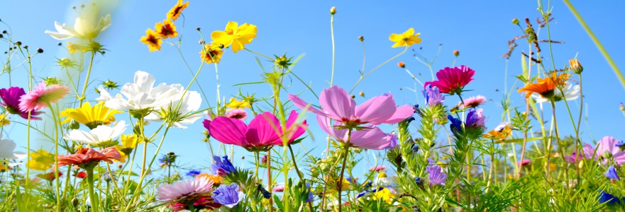 Blumenwiese - Hintergrund Panorama - Sommerblumen